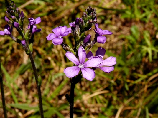{Buchnera americana}